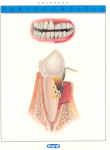 OralB-chart4_thm